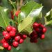 20081012_royalbotanicgardenskew_07